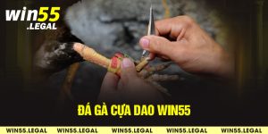 đá gà cựa dao