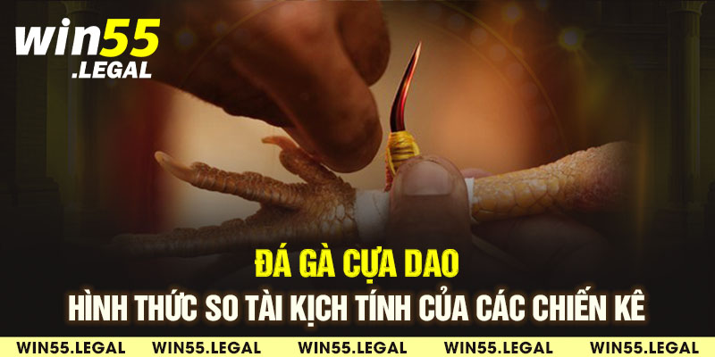 Đá gà cựa dao được mọi người lựa chọn tham gia nhiều