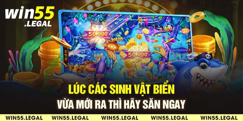 Lúc các sinh vật biển vừa mới ra thì hãy săn ngay