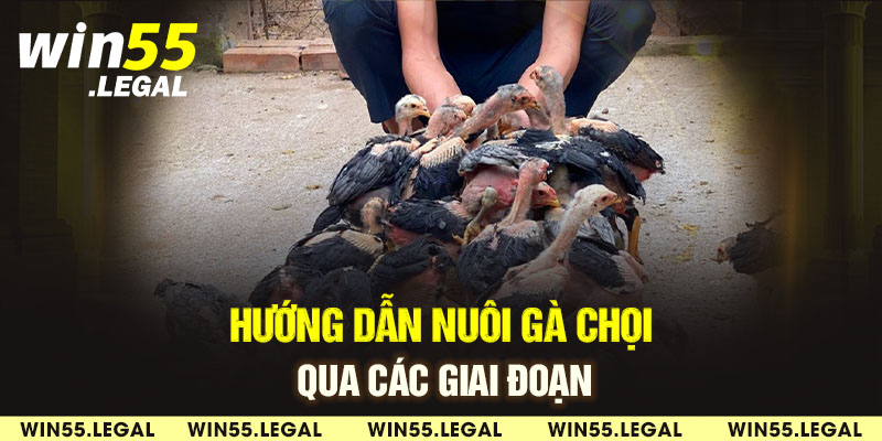 Hướng dẫn nuôi gà chọi giai đoạn <21 ngày tuổi