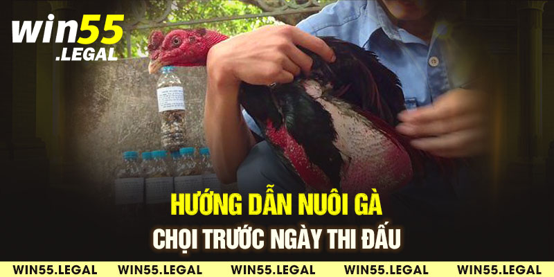 Hướng dẫn nuôi gà chọi trước khi lên sàn đấu rất quan trọng